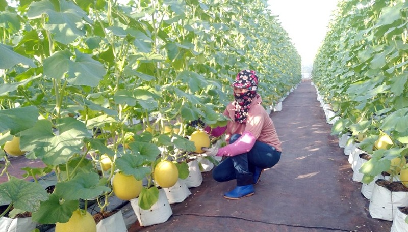 Nâng cao hiệu quả sản xuất nông nghiệp từ chuyển đổi số