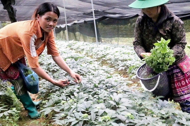 Lào Cai đặt nhiều kỳ vọng khi mở rộng diện tích vùng dược liệu tam thất