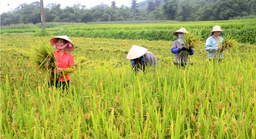 Quảng Trị: Linh hoạt trong sản xuất nông nghiệp