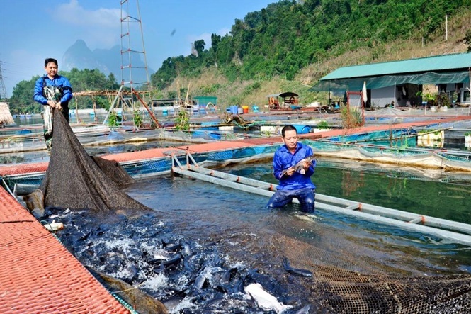 Tạo sinh kế bền vững từ khai thác lòng các hồ chứa