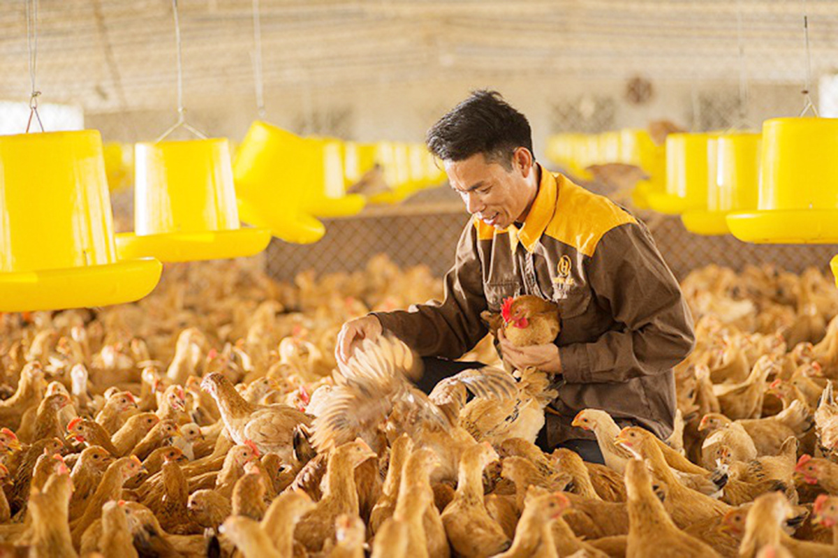 Phát triển chăn nuôi theo hướng hiện đại, công nghệ cao