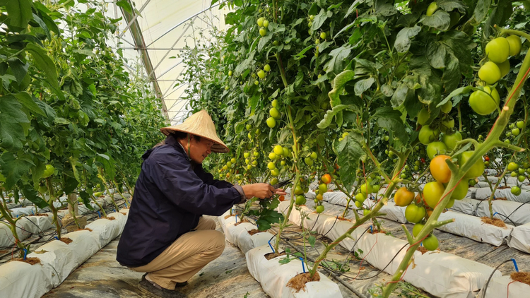 Khoa học-công nghệ góp phần nâng cao giá trị nông sản ở Điện Biên