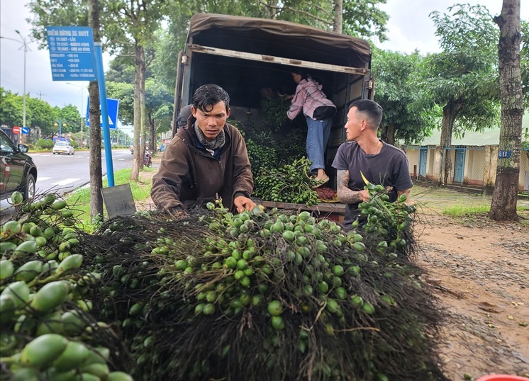 Đắk Lắk khuyến cáo người dân không trồng cau ồ ạt