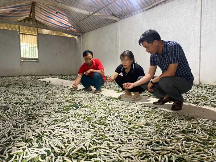 Giai đoạn 2026-2030, sản xuất dâu tằm tiếp tục được xác định là sản phẩm chủ lực của tỉnh Lào Cai.