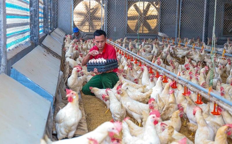 Công nghệ hiện đại thúc đẩy phát triển bền vững ngành chăn nuôi