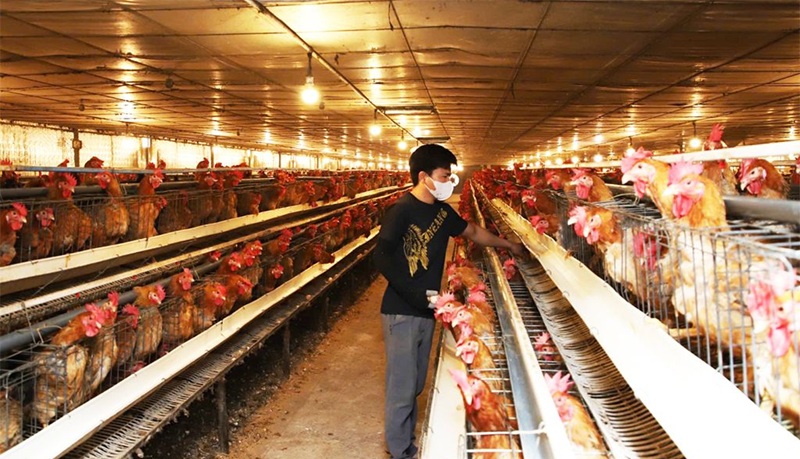 Đồng bộ các giải pháp về công nghệ trong hoạt động chăn nuôi