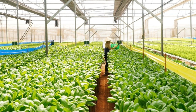 TP. HCM nghiên cứu hoàn thiện quy trình sản xuất rau ứng dụng công nghệ cao