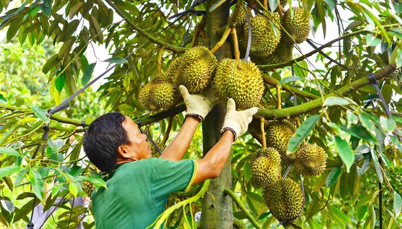 Đảm bảo chất lượng sầu riêng, giữ vững thị trường xuất khẩu