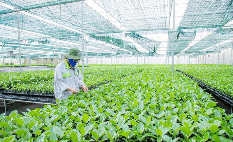 Thúc đẩy chuyển giao khoa học-công nghệ, hiện đại hóa nền nông nghiệp