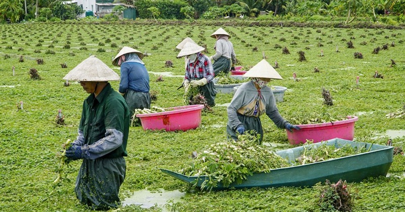 Nông dân ở Cần Thơ nâng cao thu nhập từ mô hình trồng rau nhút