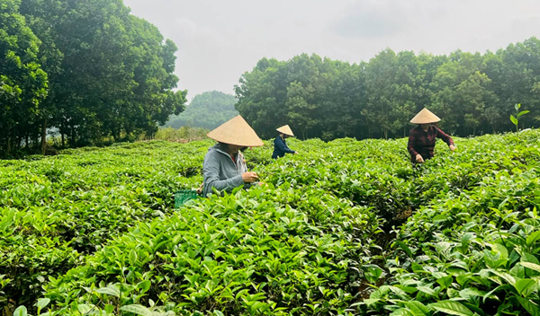 Tuyên Quang: Chuyển đổi cơ cấu cây trồng, khai thác hiệu quả tiềm năng đất đai