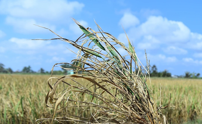El Nino tiếp tục mạnh thêm, có thể kéo dài sang đầu năm 2027