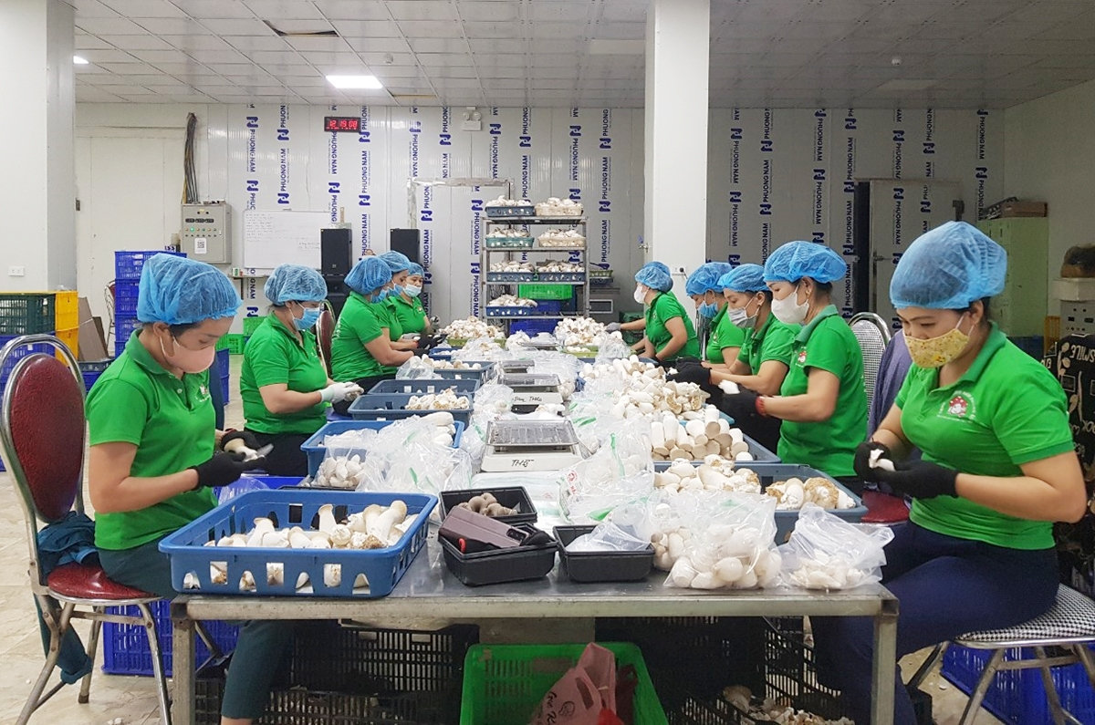 Phú Thọ: Chú trọng bảo vệ môi trường trong phát triển sản phẩm OCOP