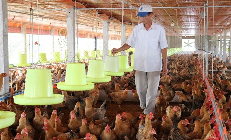 Kinh tế tuần hoàn - Động lực thúc đẩy ngành chăn nuôi