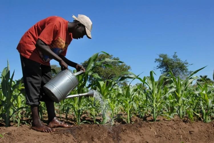 Liên hợp quốc cảnh báo nguy cơ khủng hoảng lương thực do tác động từ El Nino