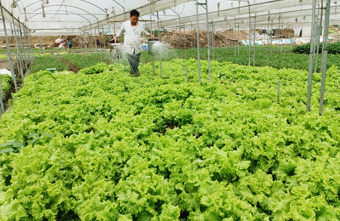 Xây dựng tiêu chuẩn quốc gia về quy trình sản xuất rau an toàn 