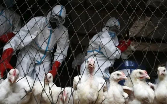 Virus cúm gia cầm H5N1 lần đầu xuất hiện tại Australia