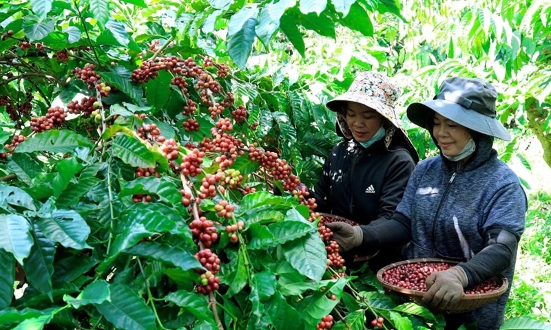 Thúc đẩy phát triển kinh tế tập thể trong xây dựng nông thôn mới