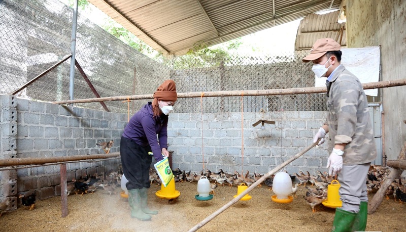 Thúc đẩy chăn nuôi an toàn sinh học, giảm nguy cơ dịch bệnh