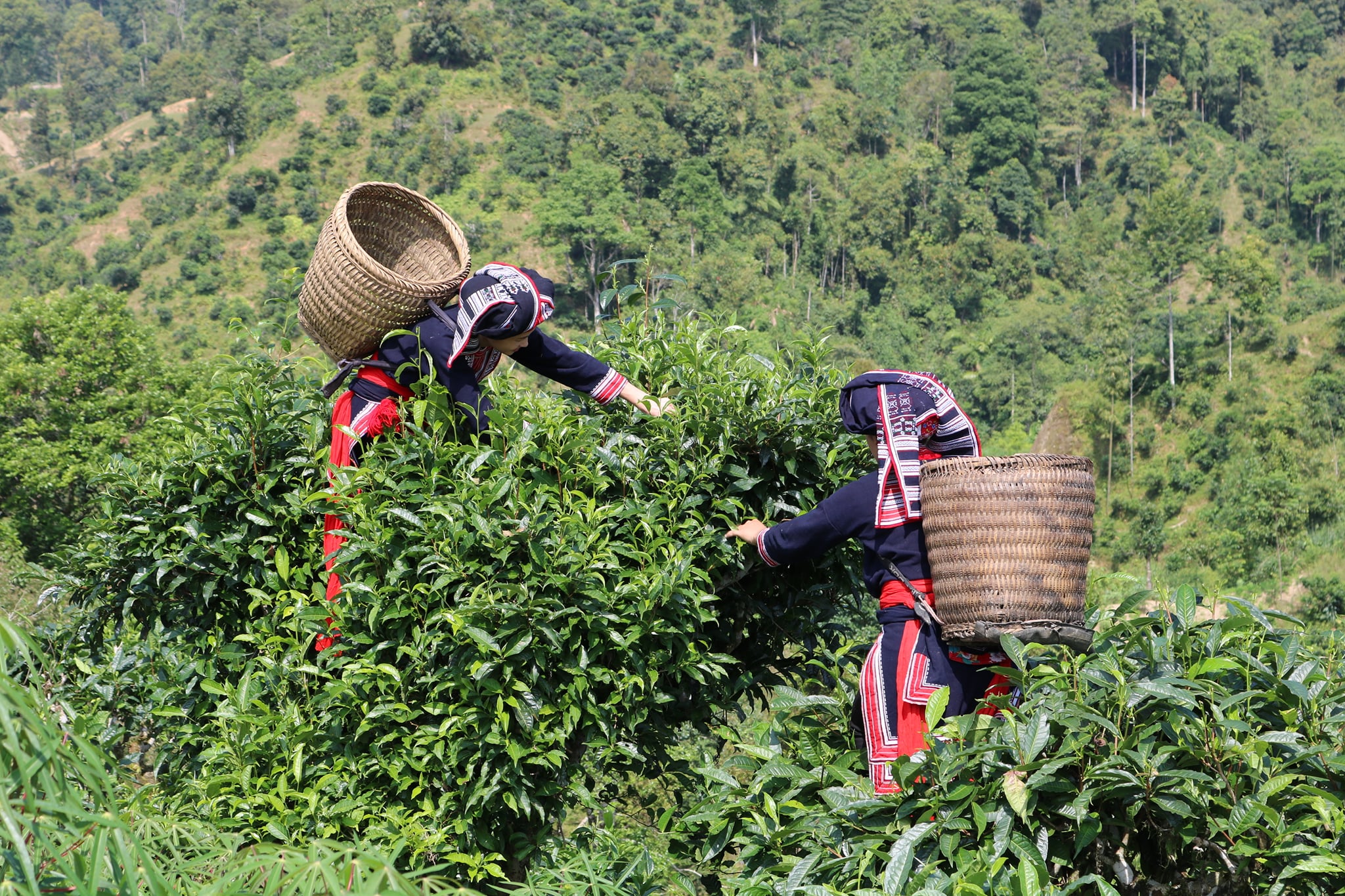 Bảo tồn, phát huy giá trị chè Shan tuyết ở Lạng Sơn