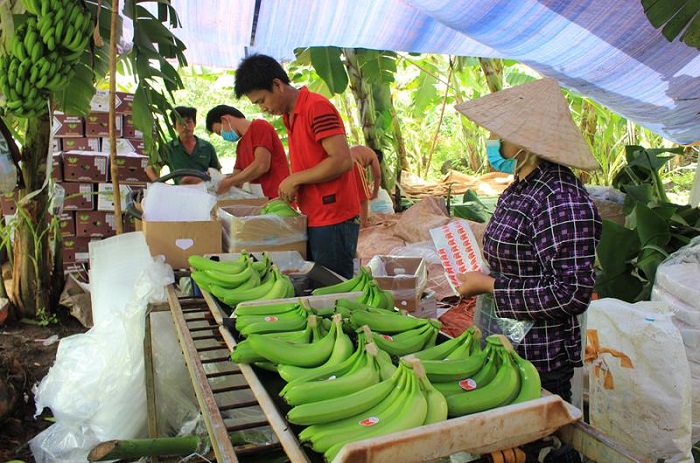 Sẵn sàng vận hành hệ thống truy xuất nguồn gốc nông, lâm, thủy sản