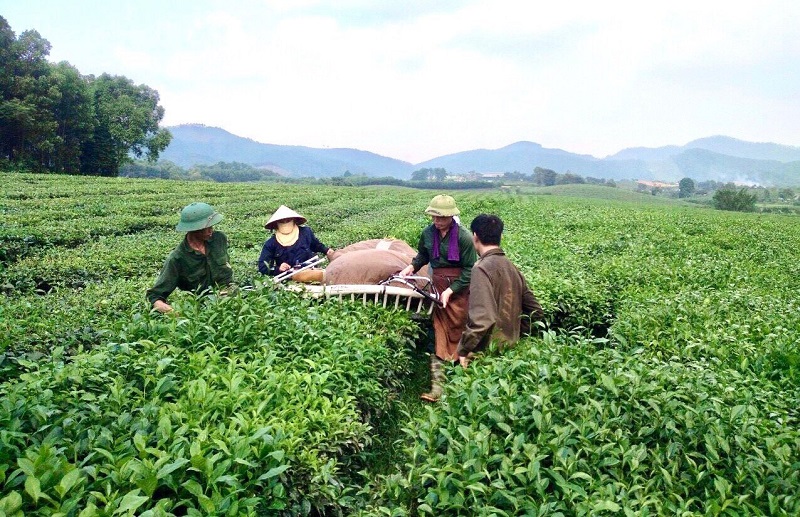 An toàn sinh học - Hướng phát triển bền vững cho ngành chè