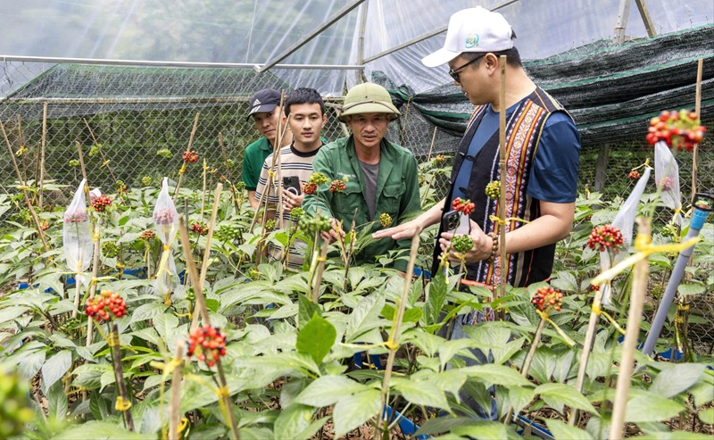 Quảng Ngãi hướng mục tiêu hình thành vùng dược liệu trọng điểm