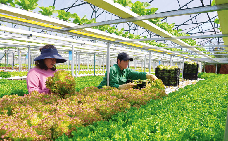 Lâm Đồng: Tập trung phát triển, ứng dụng hiệu quả công nghệ sinh học