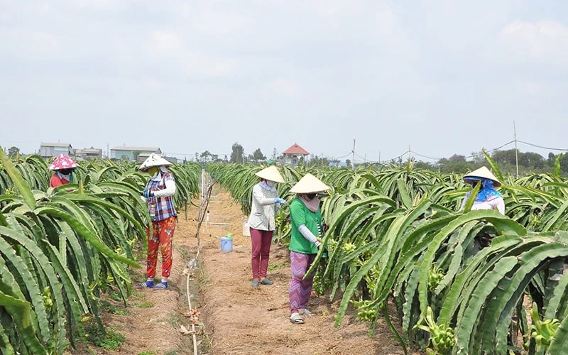 Mức xử phạt vi phạm về mã số vùng trồng, cơ sở đóng gói