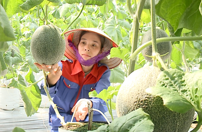 Loạt chính sách ưu đãi các dự án đầu tư trong khu nông nghiệp công nghệ cao