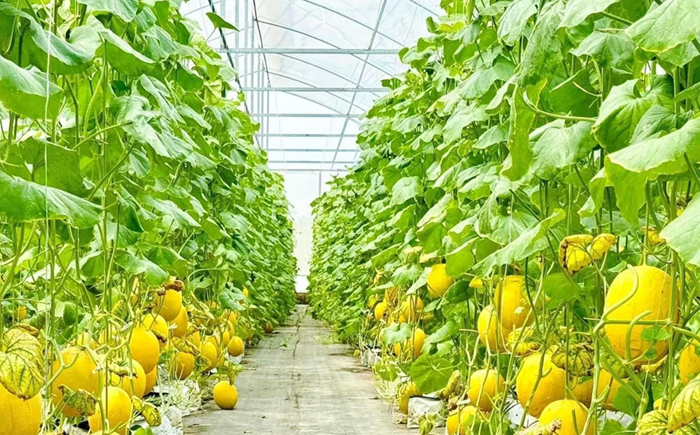 Thành lập khu nông nghiệp ứng dụng công nghệ cao phải đáp ứng điều kiện gì?