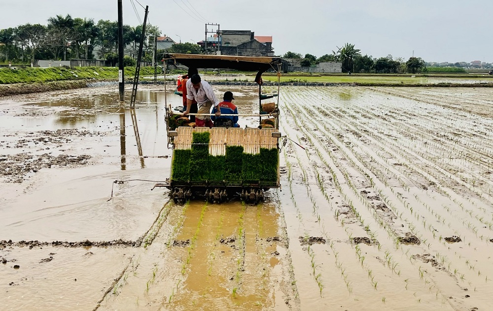 Đẩy mạnh cơ giới hóa gieo cấy, nâng cao hiệu quả sản xuất lúa