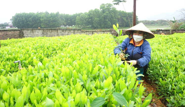 Thái Nguyên đẩy mạnh cung ứng cây giống phục vụ sản xuất nông, lâm nghiệp