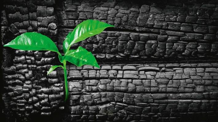 Than sinh học: Giải pháp góp phần thúc đẩy nông nghiệp carbon thấp và phát triển kinh tế tuần hoàn