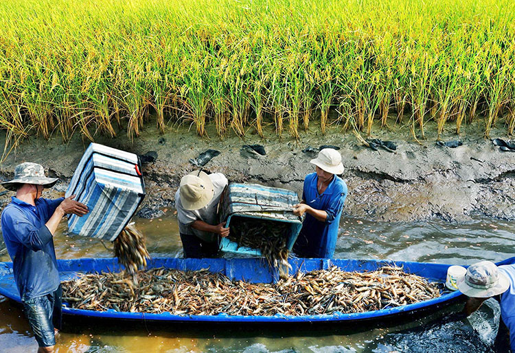 Cà Mau thúc đẩy chuyển đổi sản xuất, phát triển nông nghiệp xanh