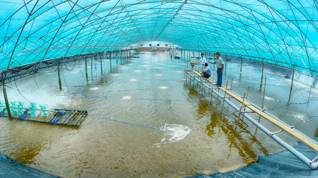 Đà Nẵng thúc đẩy chuyển đổi số nghề nuôi tôm nước lợ