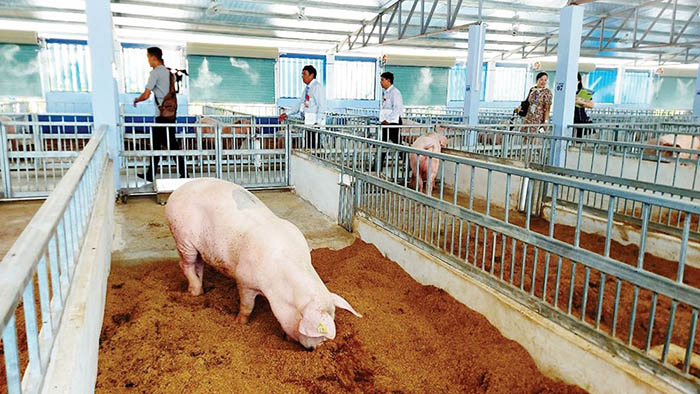 Rà soát, siết quản lý nguồn thải trong chăn nuôi