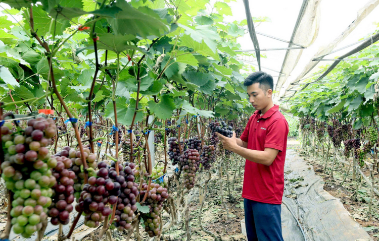 Phát triển nông nghiệp xanh, giảm phát thải ở Sơn La