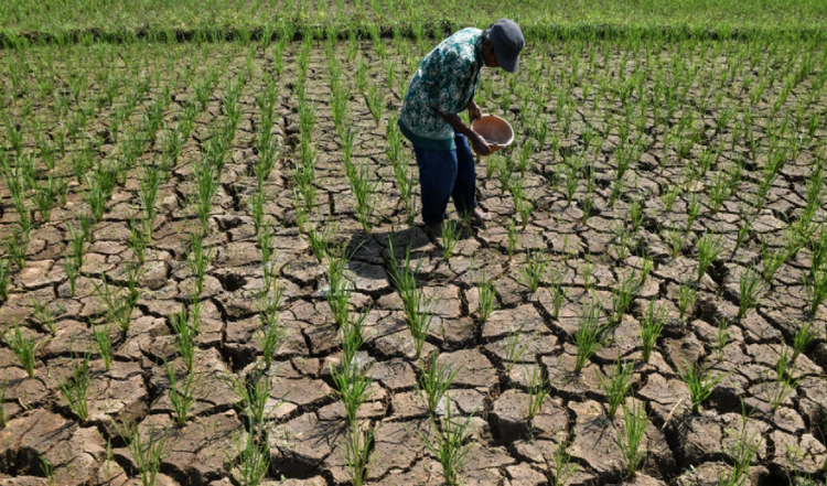 El Niño kéo dài khiến sản lượng lúa tại Indonesia suy giảm