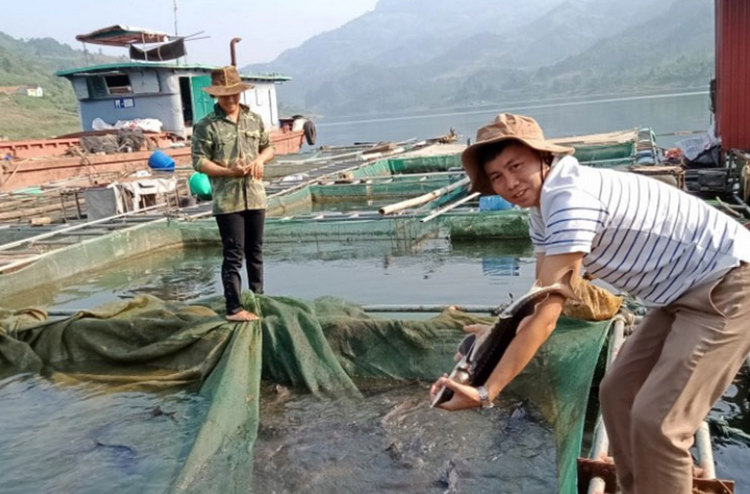 Lào Cai: Nâng cao thu nhập, đa dạng hoá sinh kế cho người dân