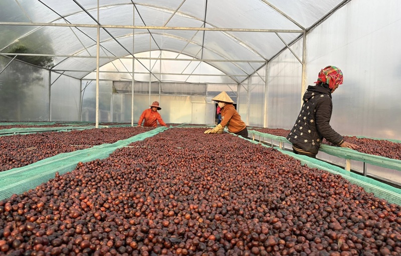 Quảng Trị khuyến khích hợp tác xã phát triển sản phẩm OCOP