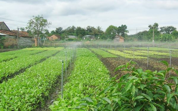 Vĩnh Long hỗ trợ đầu tư xây dựng hệ thống tưới hiện đại, tiết kiệm nước