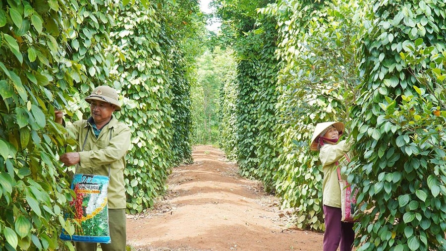 Xuất khẩu hồ tiêu duy trì đà tăng trưởng