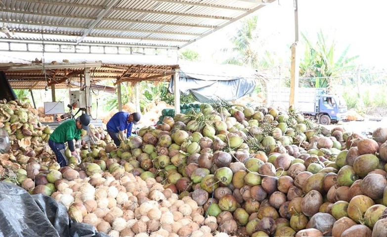 Liên kết chuỗi giá trị, thúc đẩy phát triển bền vững ngành dừa