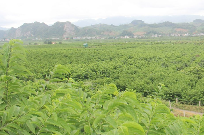 Trình tự cấp mã số vùng trồng và cơ sở đóng gói