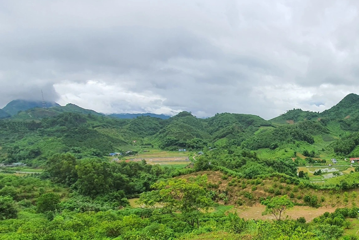Phó Thủ tướng làm Chủ tịch Hội đồng thẩm định điều chỉnh Quy hoạch lâm nghiệp