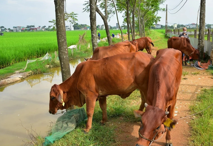 Hà Nội khuyến khích xây dựng vùng, cơ sở an toàn dịch bệnh trong chăn nuôi