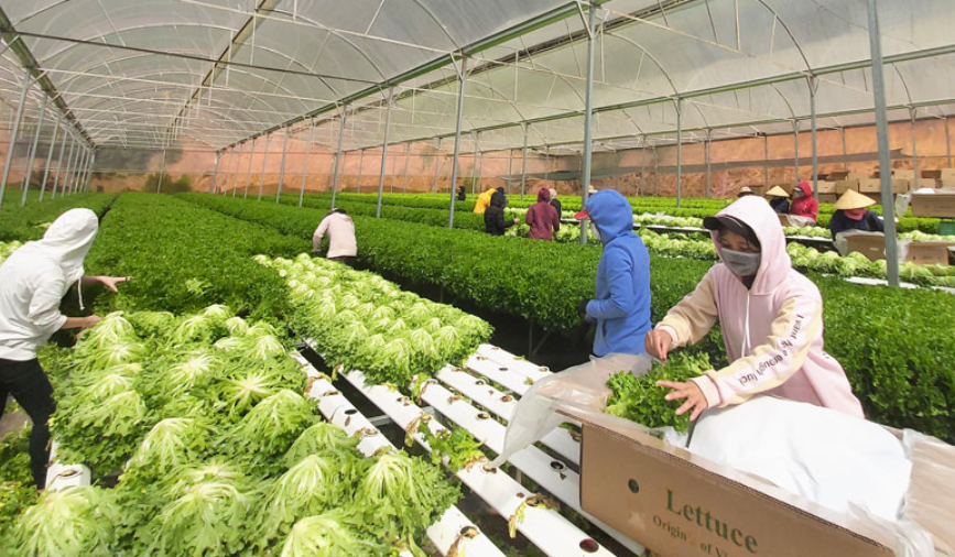 Lâm Đồng: Sản phẩm OCOP góp phần mở rộng không gian thương mại, dịch vụ