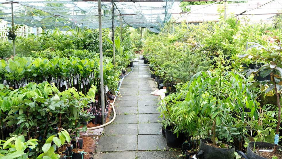 Cần Thơ: Hỗ trợ phát triển sản xuất giống chủ lực đến năm 2030