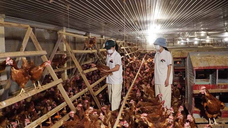 Khoa học-công nghệ góp phần thúc đẩy phát triển chăn nuôi tuần hoàn 